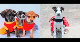 Usted podrá acudir al parque ‘Héroes de la Paz’ en Surquillo para que pueda aumentar un miembro más al corazón de su hogar Perritos podrán ser adoptados este domingo 31 en Surquillo