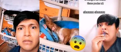 Usuarios aseguran en TikTok que el perrito es todo un actor. Perrito poseído se vuelve viral en redes a pocos días de celebrar Halloween