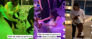 Novia veterinaria revisa a perrito en su boda Perrito callejero entra a una boda y baila con la novia veterinaria | VIDEO