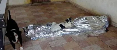 Perritos conmueven por acompañar a su dueño hasta el último minuto de su vida Perritos acompañan a su dueño fallecido e impiden que alguien se acerque