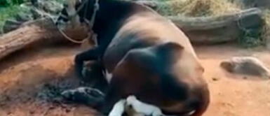 La tierna vaca cuida a los perritos como si fueran sus propios terneritos Vaca conmueve al mundo por alimentar y cuidar a perritos huérfanos | VIDEO