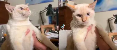 Gato se vuelve viral por ladrar y comportarse como un perro Gato se vuelve viral por ladrar y comportarse como un perro | VIDEO