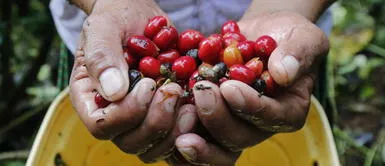 Café peruano en riesgo por problemas de transporte. ¡Lamentable! 25 mil toneladas de café sin movilizar por problemas de transporte marítimo