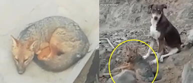 Joven quería comprar un perro, pero le dieron un zorro Joven fue a comprar un perro al Centro de Lima, pero le dieron un zorro | VIDEO