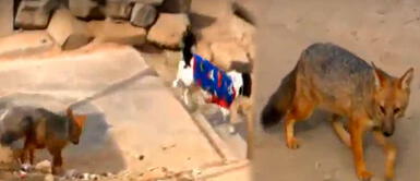 Vecinos viven una pesadilla tras la peligrosa presencia del zorro. El zorro ‘Run run’ está inubicable, según vecinos de Comas | VIDEO