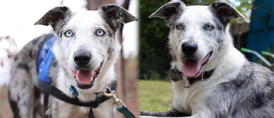 Bear, el perro rescatista de koalas en peligro Perrito abandonado fue condecorado por rescatar a 100 koalas en incendios forestales