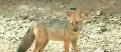 El zorro andino tiene ocho meses de edad y fue comprado de manera clandestina en el Centro de Lima. Foto: captura de Latina Zorro andino de Comas: ¿Qué pasó con "Run Run" y a dónde lo llevarán?