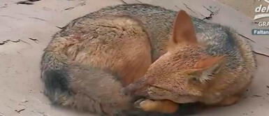 El zorro Run Run aún no puede ser capturado en Comas Serfor sobre Run Run: “La captura del zorro tarda porque son escurridizos”