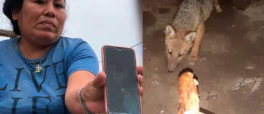 Vecina de Comas engríe a 'Run Run' con pollo a la brasa Vecina de Comas engríe a zorro ‘Run Run’ con pollo a la brasa | VIDEO