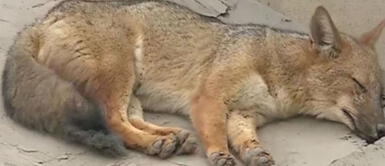 Hacen denuncia contra la prensa sobre el caso del zorrito Run Run. Zorro Run Run: prensa es acusada de pagar a vecinos para que finjan estar asustados