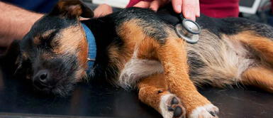 La norma protege a los animales domésticos y salvajes. Persona que maltrata a un animal podría recibir hasta tres años de cárcel