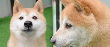 La subasta, que se dio en China, inició con 78 dólares, pero terminó valorándose en 25 mil. Perrito fue abandonado hace siete años y hoy lo subastan a 25 mil dólares