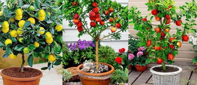 Conoce qué árboles puedes sembrar en casa y sin mucho esfuerzo. Jardinería en casa: ¿Qué árboles frutales puedo plantar en maceta?