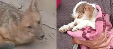 Nova será la nueva integrante en la familia del zorrito ‘Run Run’. Comas: Familia del zorrito ‘Run Run’ recibe un cachorro de regalo