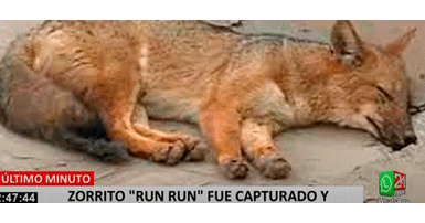 'Run Run' se había ganado el cariño de los vecinos de Comas. Tanto así que le invitaron un pollo a la brasa Zorrito Run Run fue capturado tras cinco días de intensa búsqueda | VIDEO