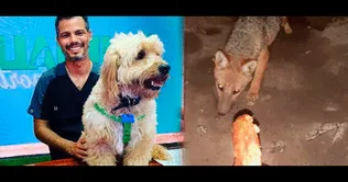 Pancho Cavero exige no ser cómplices de la mafia de venta de animales Pancho Cavero sobre zorrito ‘Run Run’: “Los animales silvestres no son mascotas” | VIDEO