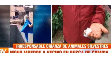 Vecino de Comas asegura que el monito está descuidado por sus dueños. Mono pierde los papeles y muerde la mano de un vecino en Comas | VIDEO