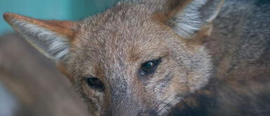 El animal silvestre descansa dentro de un espacio donde pasará la cuarentena. Publican fotos de Run Run en el Parque de las Leyendas y usuarios advierten de la tristeza del zorrito