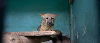 Zorro Run Run en el parque de las leyendas. Zorro Run Run en el parque de las leyendas.