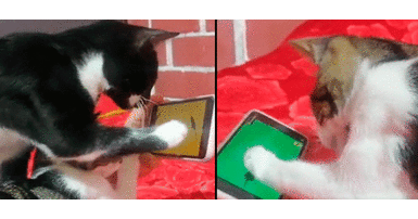 Pedrito y Cirilo son dos gatitos cañetanos que juegan a ‘cazar’ ratones’ con el celular de la dueña. Video: Walter Cuba/ Wapa.pe. Gatitos millennials 'cazan' ratones en el celular de su dueña | VIDEO