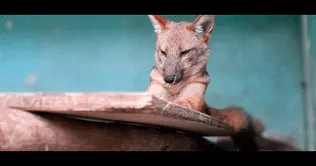 Run Run se encuentra sano y salvo en el Parque de las Leyendas Run Run y el peligro que corren los zorritos andinos: son sacrificados para amuletos | VIDEO