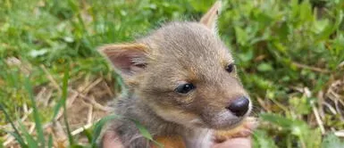 Rescatan cría de zorro costeño que iba a ser vendido a S/ 300: había sido extraído de su hábitat Rescatan cría de zorro costeño que iba a ser vendido a S/ 300: había sido extraído de su hábitat