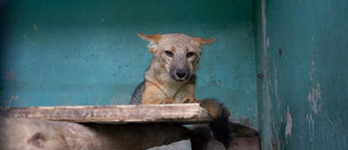 El animal silvestre se encuentra en cuarentena en el Parque de las Leyendas. Zorrito Run Run no podrá regresar a su hábital natural, según experta
