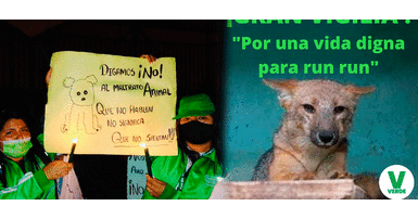 Jóvenes del Partido Demócrata Verde piden salida de Run Run del Parque de las Leyendas ‘Run Run’: hacen vigilia en el Parque de las Leyendas para que el zorrito sea liberado