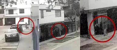 El abandono fue captado en un video. Critican a periodista por abandonar a su perrito ‘Rambo’ tras un año de adoptado