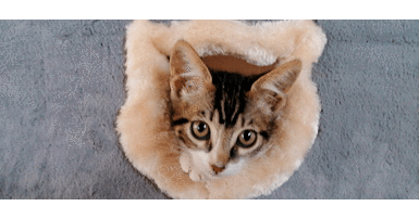 Los gatos hogareños crean “mapas mentales”, que les permiten rastrear al dueño. Los gatos pueden saber dónde está su dueño sin la necesidad de verlo