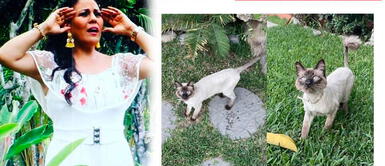 Dina Paúcar preocupada por la desaparición de su nieta 'Olivia' Dina Páucar llora desconsoladamente: ¡Su engreída ha desaparecido! | VIDEO