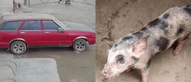 Mujer denuncia robo de porcino en la puerta de su vivienda: ''es parte de nuestra familia'' Mujer denuncia robo de su chanchito en la puerta de su vivienda: ''es parte de nuestra familia''