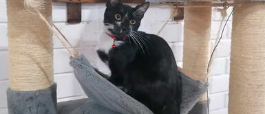 Los gatos negros están vinculados con la mala suerte. ¿El color del gato define su personalidad?