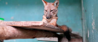 Parque de las Leyendas asegura que zorrito andino tiene una segunda oportunidad de vida. ¿Cómo se encuentra el zorrito 'Run Run' en el Parque de las Leyendas?