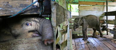 Elefante bebé pertenece a los animales en peligro de extinción. Elefante bebé pierde la mitad de su trompa luego de caer en una trampa de cazadores
