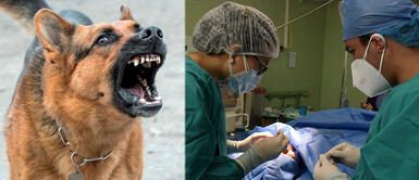 La mayoría de pacientes son mordidos en la cara. Aumentan mordeduras caninas severas a infantes, alerta el INSN Breña