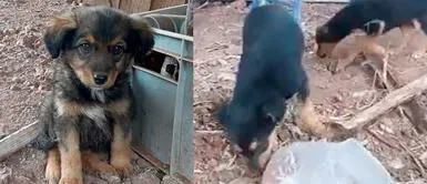 Hombre que enterró a perritos vivos podría cumplir hasta tres años de prisión Cinco perritos fueron enterrados vivos en Cusco | VIDEO