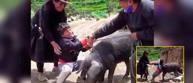 Niño demostró gran amor por su chanchito Cuchi. Niño pide entre lágrimas a su abuela que no haga chicharrón a su mascota