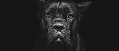 Soñar con un perro negro no siempre es malo, por ello es importante recordar qué pasó exactamente mientras dormías. ¿Conoces qué tan bueno o malo es soñar con un perro negro?