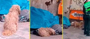 Perrito logró ser adoptado por valerosa mujer que lo vio triste al lado del cadáver. Perrito wachimán no se separa de su dueño fallecido y conmueve a miles en redes