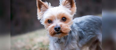 Esta nueva medida regirá a partir de 2024. Francia prohíbe venta de perros y gatos en tiendas de mascotas