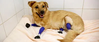 La perrita Monika fue hallada casi muerta en un bosque ruso. Monika, la perrita rusa que vuelve a caminar tras ponerle cuatro prótesis