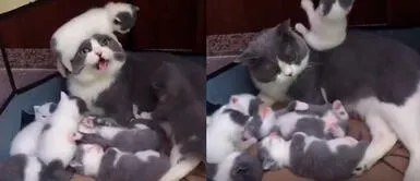 Gatitos en China son furor en las redes sociales Gata se convierte en mamá y su tierna reacción es viral en redes sociales | VIDEO