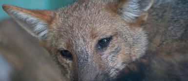 Ipalema presenta acción legal para sacar al zorrito Run Run del Parque de las Leyendas Run Run: Ipalema presenta acción legal para sacar al zorrito del Parque de las Leyendas