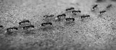 Conoce qué tan malo es soñar con hormigas negras y cuáles son todos sus significados. ¿Qué significa soñar con hormigas negras y por qué dicen que es malo?