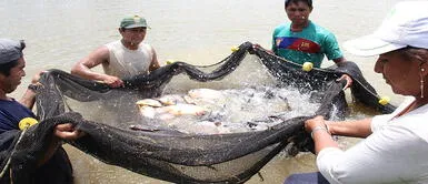 La pesca en el Perú es una actividad económica importante. Sociedad Nacional de Pesquería califica de "arbitral" el anuncio de cierre de algunas operaciones mineras