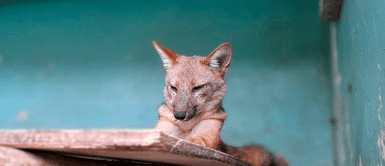 Zorro Run Run se encuentra en el Parque de las Leyendas. Guerra por Run Run: presentan demanda para sacarlo del Parque de las Leyendas