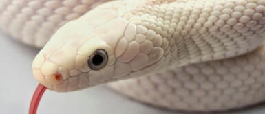 Los sueños con serpientes pueden tener distintos significados. ¿Qué significa soñar con serpientes de diferentes colores?