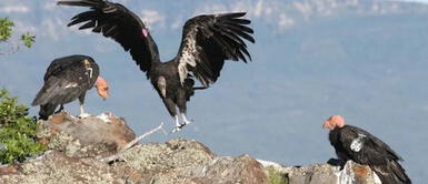 Cóndores de California se aparean sin machos Cóndores hembras tuvieron crías sin apareamiento de un macho