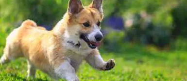 Conoce qué significa soñar con un perro y cuáles son todas sus interpretaciones. ¿Conoces el verdadero significado se soñar con tu perro?